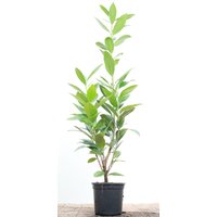 Kategorie <b>Hecken </b> - Prunus laurocerasus 'Caucasica' 40-60 cm