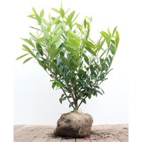 Kategorie <b>Hecken </b> - Prunus laurocerasus 'Caucasica' 80-100 cm