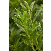 Hecken - Prunus laurocerasus 'Caucasica' 125 cm Stammhöhe