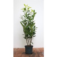 Kategorie <b>Hecken </b> - Prunus laurocerasus 'Genolia' -R- 60-80 cm