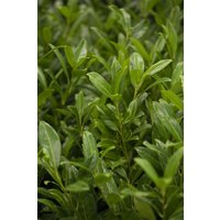 Kategorie <b>Hecken </b> - Prunus laurocerasus 'Herbergii' 40-60 cm