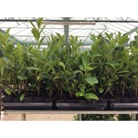 Kategorie <b>Hecken </b> - Prunus laurocerasus 'Novita' 20-30cm