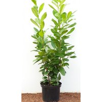 Kategorie <b>Hecken </b> - Prunus laurocerasus 'Novita' 80-100 cm