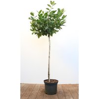 Kategorie <b>immergrüne Laubbäume </b> - Prunus laurocerasus 'Piri' 80 cm Stammhöhe