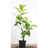 Kategorie <b>Hecken </b> - Prunus laurocerasus 'Rotundifolia' 40-60 cm