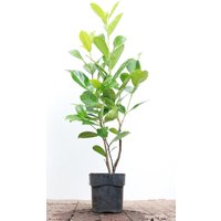 Kategorie <b>Hecken </b> - Prunus laurocerasus 'Rotundifolia' 60-80 cm