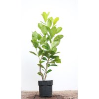 Kategorie <b>Hecken </b> - Prunus laurocerasus 'Rotundifolia' 80-100 cm