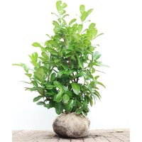 Kategorie <b>Hecken </b> - Prunus laurocerasus 'Rotundifolia' 80-100 cm