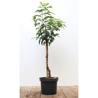 Kategorie <b>Produkt nicht gewünscht </b> - Prunus lusitanica 'Angustifolia' 40 cm Stammhöhe
