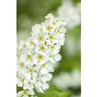 Kategorie <b>Laubbäume </b> - Prunus padus 60-100 cm