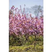 Laubbäume - Prunus serrulata 'Kanzan' CAC 60-80 cm