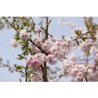 Laubbäume - Prunus subhirtella 'Autumnalis Rosea' CAC 60-100 cm