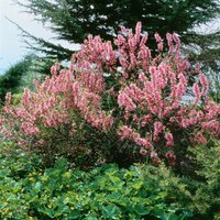 Kategorie <b>Laubbäume </b> - Prunus tenella 'Fire Hill' 40-60 cm