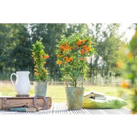 Kategorie <b>Produkt nicht gewünscht </b> - Pyracantha 'Orange Glow' 80-100 cm