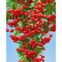 Kategorie <b>Produkt nicht gewünscht </b> - Pyracantha 'Red Column' 80-100 cm