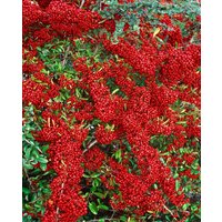 Kategorie <b>Hecken </b> - Pyracantha 'Saphyr Rouge' -R- 60-80 cm