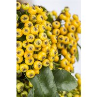 Kategorie <b>Produkt nicht gewünscht </b> - Pyracantha 'Soleil d'Or' 150-175 cm