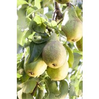 Kategorie <b>Obst </b> - Pyrus communis 'Conferencebirne' CAC 40 cm Stammhöhe