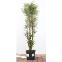 Kategorie <b>Wildbäume u. Wildsträucher </b> - Rhamnus frangula 'Asplenifolia' 80-100 cm