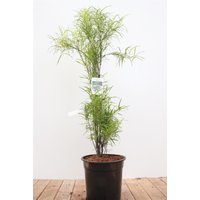 Kategorie <b>Laubbäume </b> - Rhamnus frangula 'Fine Line' -R- 60-80 cm
