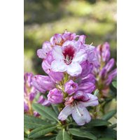 Kategorie <b>Rhododendron </b> - Rhododendron Hybr.'Cassata' 30-40 cm