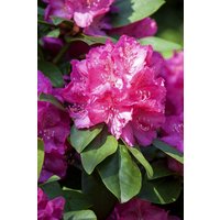 Kategorie <b>Rhododendron </b> - Rhododendron Hybr.'Erich' 40-50 cm