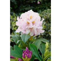 Kategorie <b>Rhododendron </b> - Rhododendron Hybr.'Eskimo' 30-40 cm
