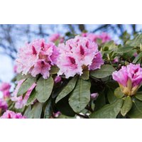 Kategorie <b>Rhododendron </b> - Rhododendron Hybr.'Holstein' 30-40 cm