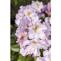 Kategorie <b>Rhododendron </b> - Rhododendron Hybr.'Janet Blair' 30-40 cm