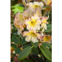 Kategorie <b>Rhododendron </b> - Rhododendron Hybr.'Norfolk Candy' 30-40 cm