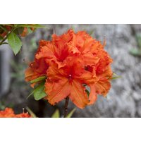 Kategorie <b>Produkt nicht gewünscht </b> - Rhododendron lut.'Golden Eagle' 30-40 cm