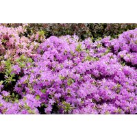 Kategorie <b>Rhododendron </b> - Rhododendron obt.'Diamant Enzianblau' -R- 15-20 cm
