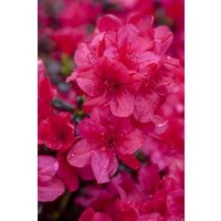 Rhododendron - Rhododendron obt.'Diamant Rot' -R- 20-25 cm