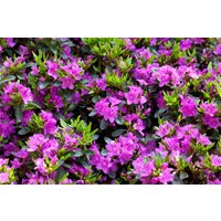Kategorie <b>Rhododendron </b> - Rhododendron obt.'Königstein' 20-25 cm