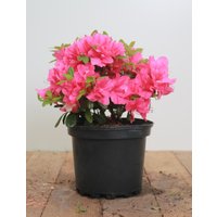 Kategorie <b>Produkt nicht gewünscht </b> - Rhododendron obt.'Melina' 20-25 cm