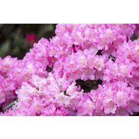 Kategorie <b>Rhododendron </b> - Rhododendron yak.'Kalinka' 30-40 cm