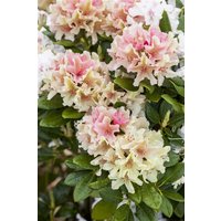 Kategorie <b>Rhododendron </b> - Rhododendron yak.'Percy Wiseman' 30-40 cm
