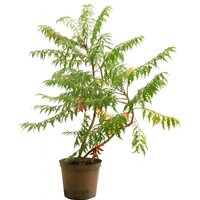 Kategorie <b>Produkt nicht gewünscht </b> - Rhus typhina 'Dissecta' 60-80 cm