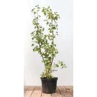 Kategorie <b>Hecken </b> - Ribes alpinum 'Schmidt' 40-60 cm