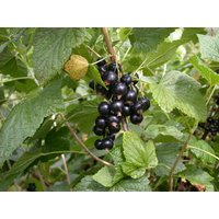 Kategorie <b>Obst </b> - Ribes nigrum 'Titania' 40-60 cm