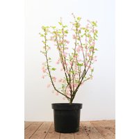 Kategorie <b>Hecken </b> - Ribes sanguineum 'King Edward VII' 40-60 cm