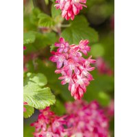 Kategorie <b>Hecken </b> - Ribes sanguineum 'King Edward VII' 60-100 cm