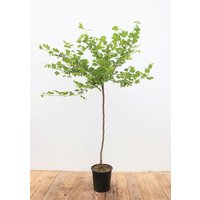 Kategorie <b>Obst </b> - Ribes uva-crispa 'Hinnonmäki gelb' 90 cm Stammhöhe