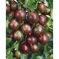 Kategorie <b>Obst </b> - Ribes uva-crispa 'Hinnonmäki rot' 90 cm Stammhöhe