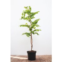 Kategorie <b>Laubbäume </b> - Robinia hispida 'Macrophylla' 60-100 cm
