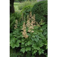 Stauden - Rodgersia aesculifolia 2 Liter Container (Wuchs jahreszeitlich)