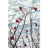 Kategorie <b>Rosen </b> - Rosa canina 40-60 cm