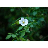Kategorie <b>Produkt nicht gewünscht </b> - Rosa multiflora 60-100 cm