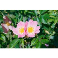 Kategorie <b>Produkt nicht gewünscht </b> - Rosa rubiginosa 60-100 cm