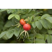 Kategorie <b>Produkt nicht gewünscht </b> - Rosa rugosa 40-60 cm